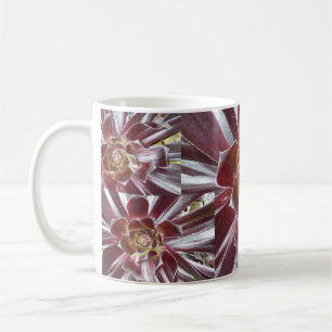 Aeonium Zwartkop succulent mug