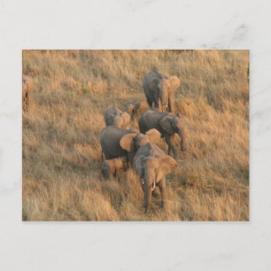 aerial elephant family postcard
