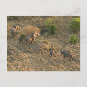 aerial elephant walk postcard