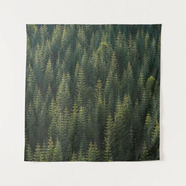 AERIAL PHOTOGRAPHY OF FOREST TAPESTRY (Front)