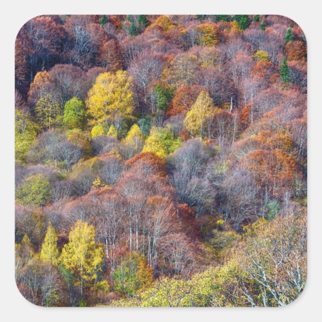  Aerial View of Autumn forest Colourful Trees      Square Sticker (Front)