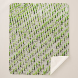 Aerial view photography of rice crops during dayti sherpa blanket