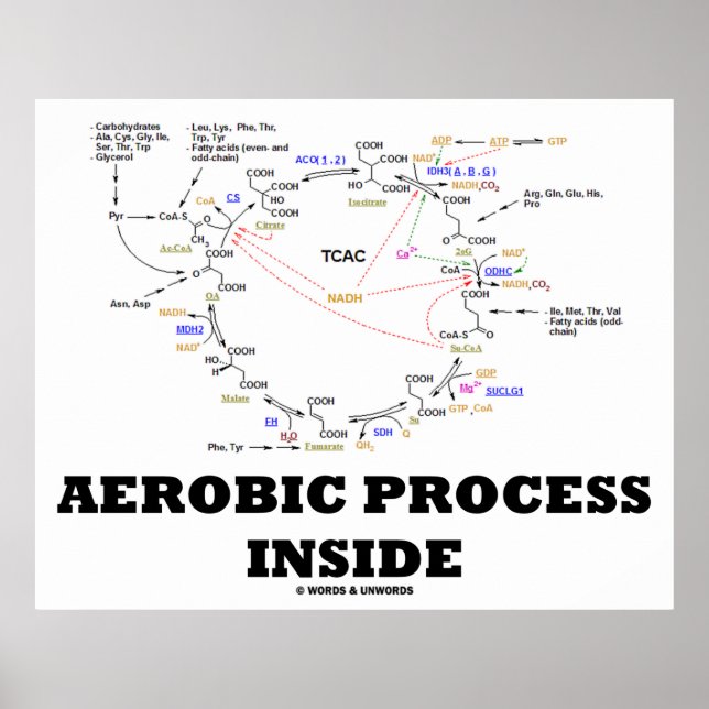 Aerobic Process Inside (Krebs Cycle) Poster (Front)