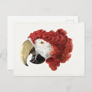 Aert Schouman painting, Head of a Macaw Postcard