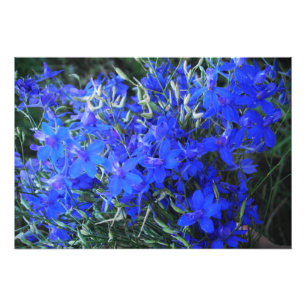 Aesthetic blue Lobelia blooming cottagecore garden Photo Print