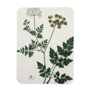 Aethusa Cynapium from 'Phytographie Medicale' by J Magnet
