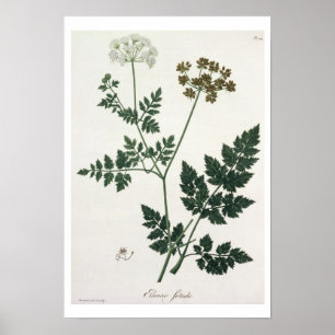 Aethusa Cynapium from 'Phytographie Medicale' by J Poster