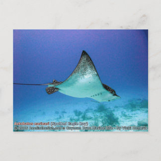 Aetobatus narinari (Spotted Eagle Ray) Postcard
