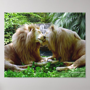 Affectionate Lions Poster