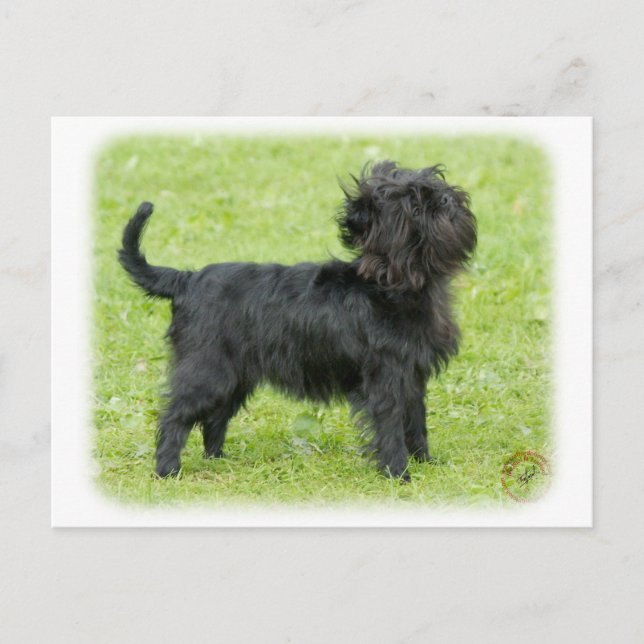 Affenpinscher 9R095D-092 Postcard (Front)