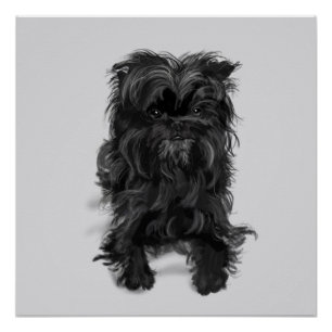 Affenpinscher Poster