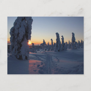 Affiche Couché de soleil sur la forêt en Laponie Postcard
