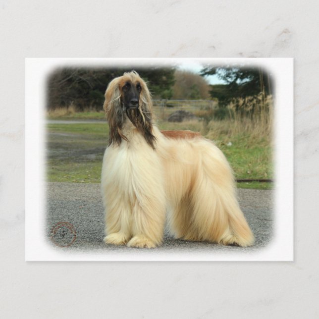 Afghan Hound 9Y119D-037 Postcard (Front)