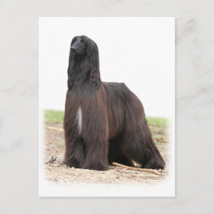 Afghan Hound 9Y151D-118 Postcard