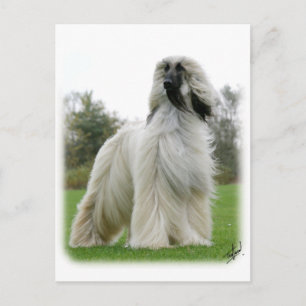 Afghan Hound 9Y247D-025 Postcard