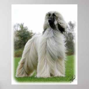 Afghan Hound 9Y247D-025 Poster