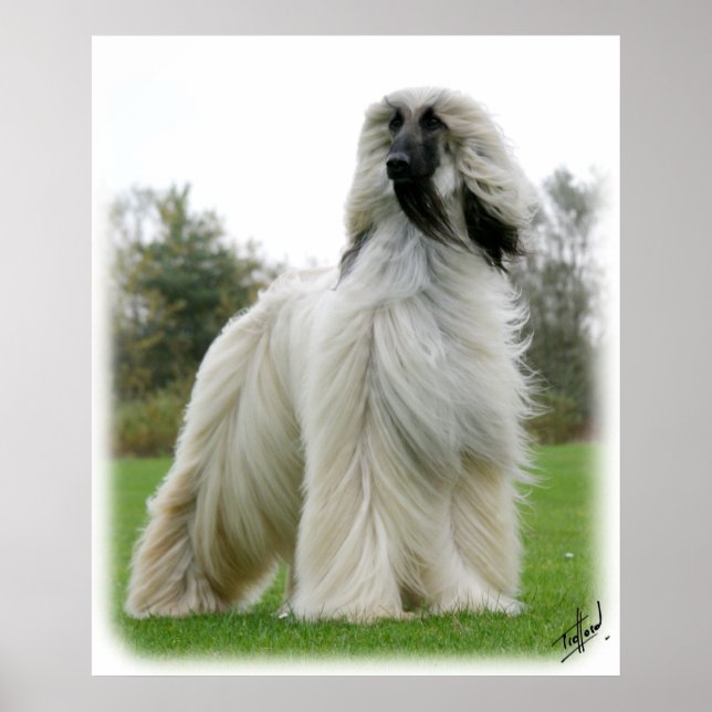 Afghan Hound 9Y247D-025 Poster (Front)