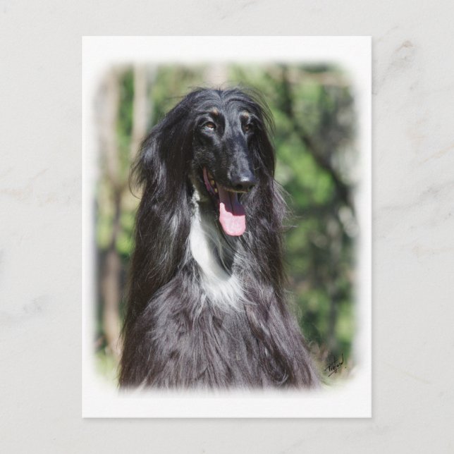 Afghan Hound AA017D-119 Postcard (Front)