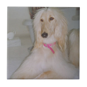Afghan Hound Blonde Tile