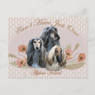 Afghan Hound Can't Have Just One Gifts Postcard