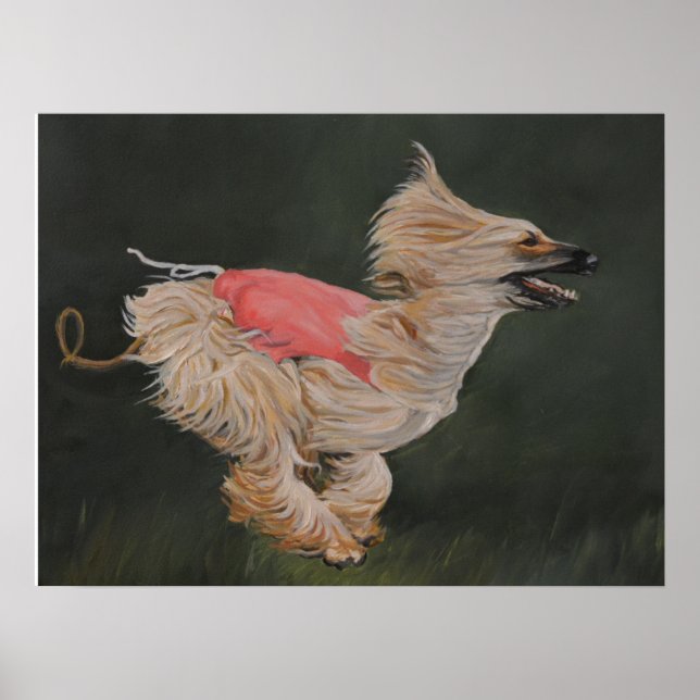 Afghan Hound Coursing Reproduction Poster Art (Front)