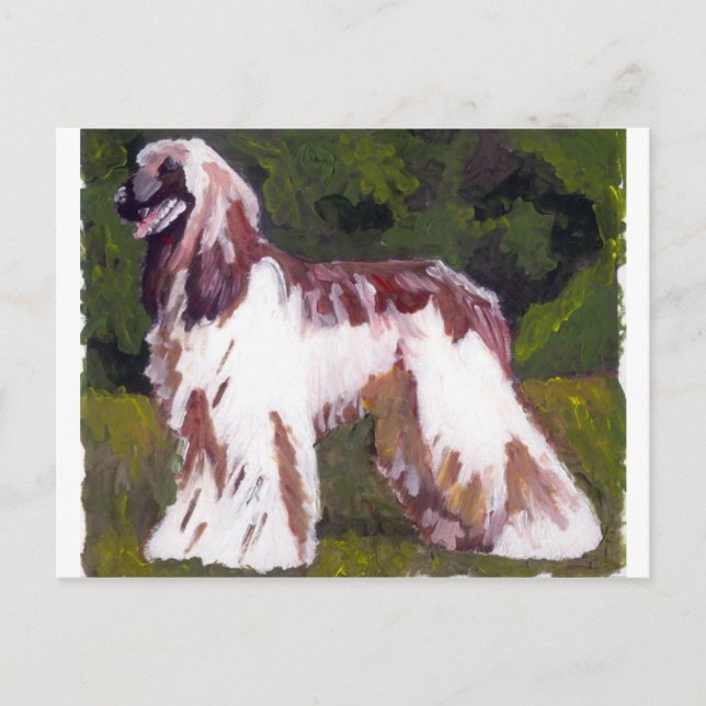 Afghan Hound Dog Postcard (Front)