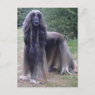Afghan Hound Dog Postcard