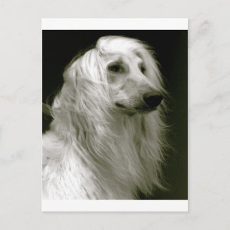 Afghan Hound Postcard