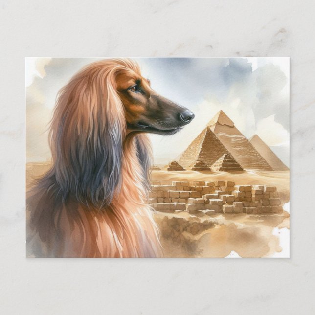 Afghan Hound Postcard (Front)
