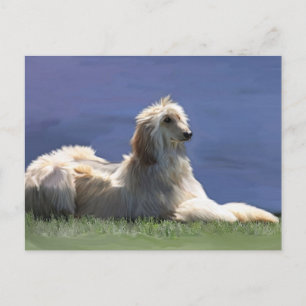 Afghan Hound Postcard