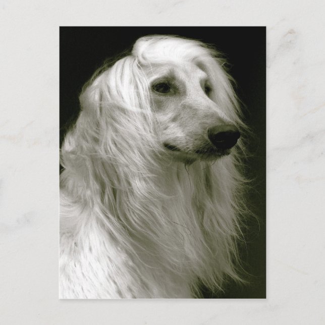 Afghan hound postcard (Front)