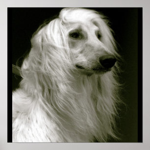 Afghan Hound Poster