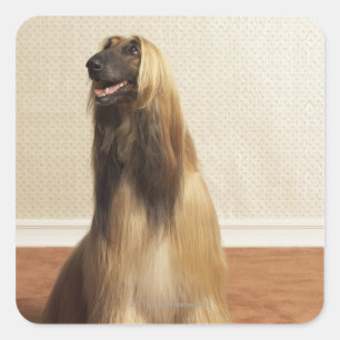 Afghan hound sitting in room 2 square sticker