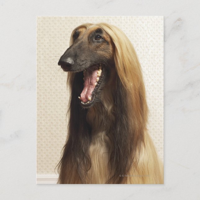 Afghan hound sitting in room postcard (Front)
