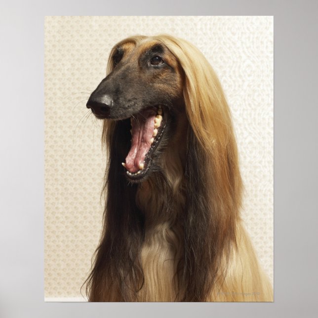 Afghan hound sitting in room poster (Front)