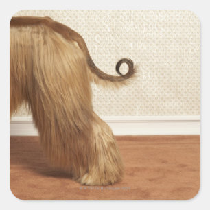 Afghan hound standing in room, end section square sticker