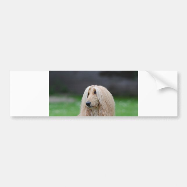 afghan-laying bumper sticker (Front)