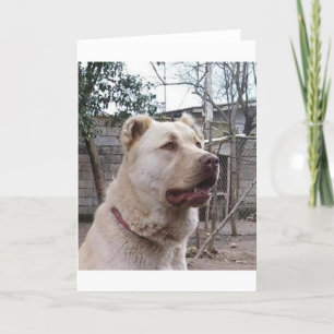 Afghan_Shepherd Card