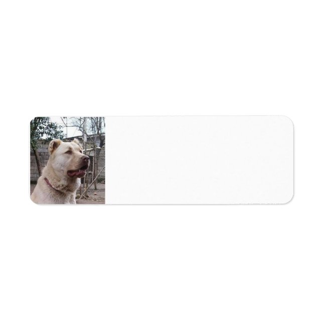 Afghan_Shepherd Return Address Label (Front)