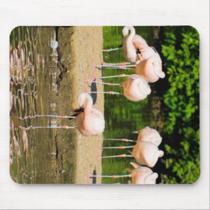 Africa African Animal Beak   Funny Flamingo Lovers Mouse Pad