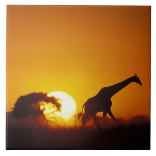 Africa, Botswana, Chobe National Park, Giraffe 2 Ceramic Tile