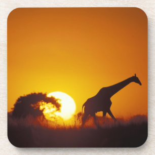 Africa, Botswana, Chobe National Park, Giraffe 2 Coaster