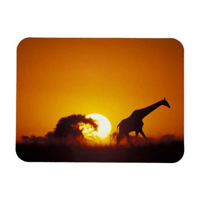 Africa, Botswana, Chobe National Park, Giraffe 2 Magnet (Horizontal)