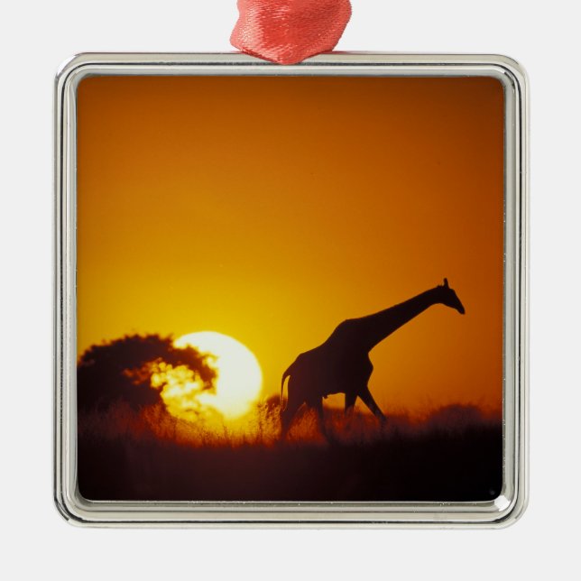 Africa, Botswana, Chobe National Park, Giraffe 2 Metal Tree Decoration (Front)