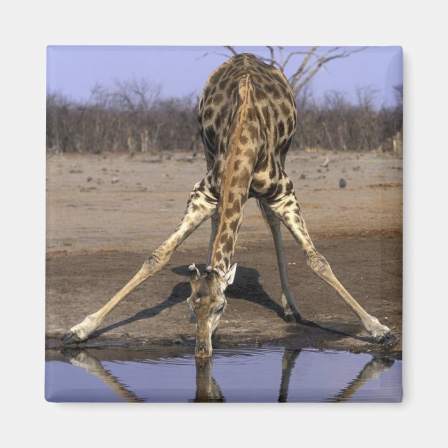 Africa, Botswana, Chobe National Park, Giraffe Magnet (Front)