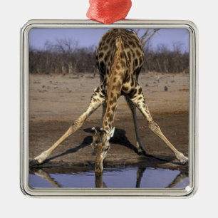 Africa, Botswana, Chobe National Park, Giraffe Metal Tree Decoration