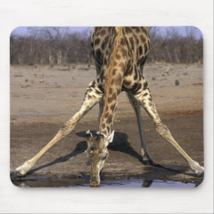Africa, Botswana, Chobe National Park, Giraffe Mouse Pad