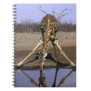 Africa, Botswana, Chobe National Park, Giraffe Notebook