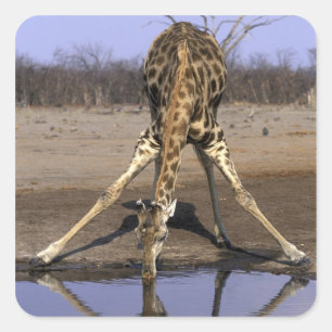 Africa, Botswana, Chobe National Park, Giraffe Square Sticker