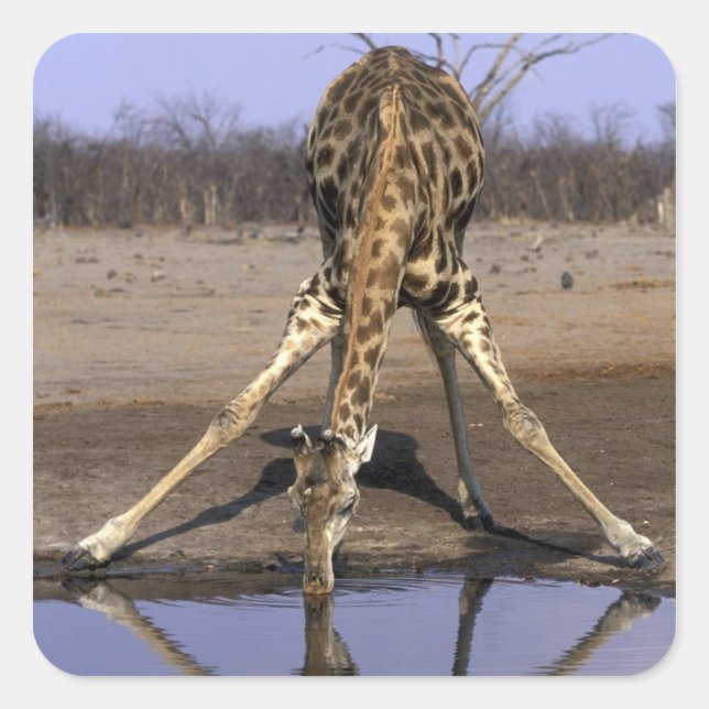 Africa, Botswana, Chobe National Park, Giraffe Square Sticker (Front)